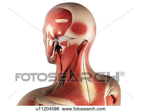 Stock Illustration - Male musculature, artwork. Fotosearch