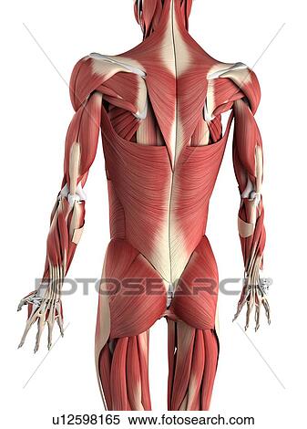 Male musculature, artwork View Large Illustration Stock Illustration - Male musculature, artwork. Fotosearch