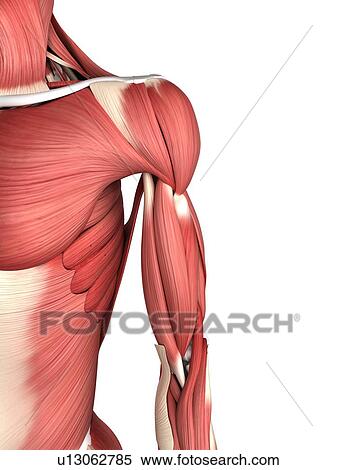 Stock Illustration - Male musculature, artwork. Fotosearch