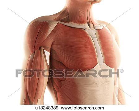 Male musculature, artwork View Large Illustration Stock Illustration - Male musculature, artwork. Fotosearch