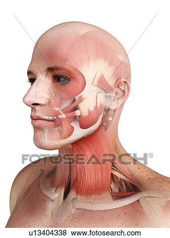 Male musculature, artwork View Large Illustration Stock Illustration - Male musculature, artwork. Fotosearch