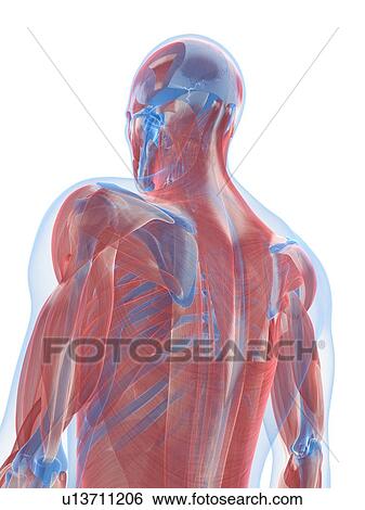Stock Illustration - Male musculature, artwork. Fotosearch