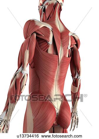 Stock Illustration - Male musculature, artwork. Fotosearch
