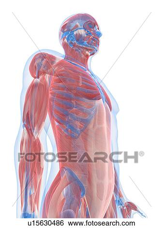 Male musculature, artwork View Large Illustration Stock Illustration - Male musculature, artwork. Fotosearch