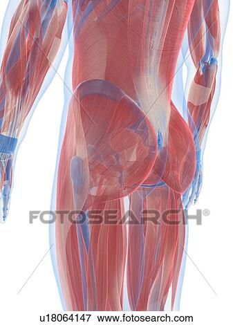 Male musculature, artwork View Large Illustration Stock Illustration - Male musculature, artwork. Fotosearch