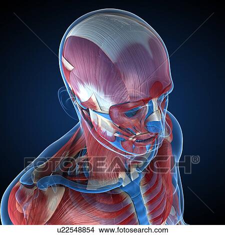 Male musculature, artwork View Large Illustration Stock Illustration - Male musculature, artwork. Fotosearch