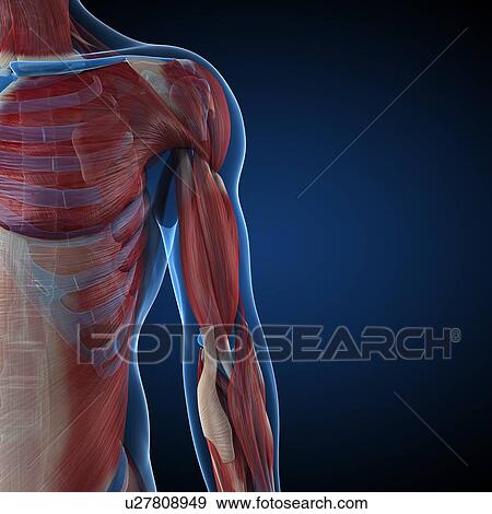 Male musculature, artwork View Large Illustration Stock Illustration - Male musculature, artwork. Fotosearch