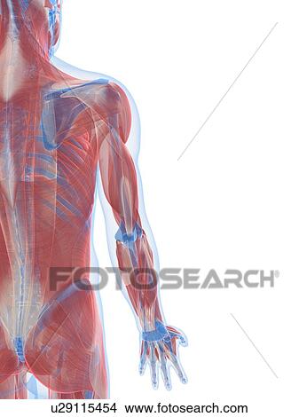 Male musculature, artwork View Large Illustration Stock Illustration - Male musculature, artwork. Fotosearch