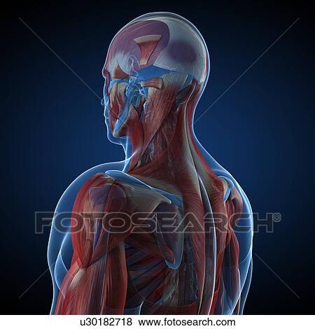 Male musculature, artwork View Large Illustration Stock Illustration - Male musculature, artwork. Fotosearch