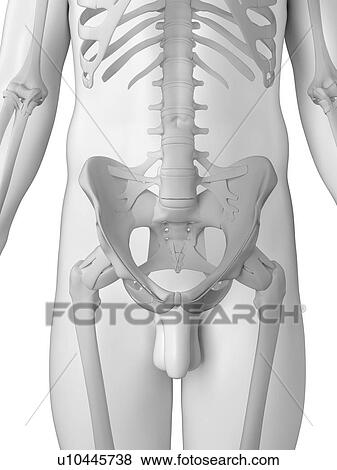 Male pelvis, artwork View Large Illustration Stock Illustration - Male pelvis, artwork. Fotosearch