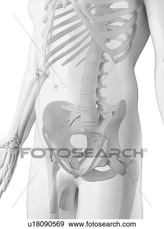 Stock Illustration - Male pelvis, artwork. Fotosearch