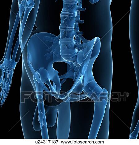 Stock Illustration - Male pelvis, artwork. Fotosearch