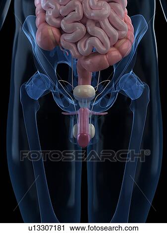 Male reproductive system, artwork View Large Illustration Clip Art - Male reproductive system, artwork. Fotosearch