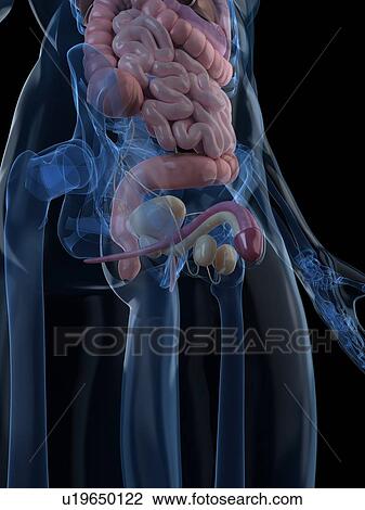 Drawing - Male reproductive system, artwork. Fotosearch