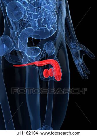 Stock Illustration - Male reproductive system, artwork. Fotosearch