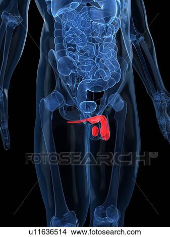 Stock Illustration - Male reproductive system, artwork. Fotosearch