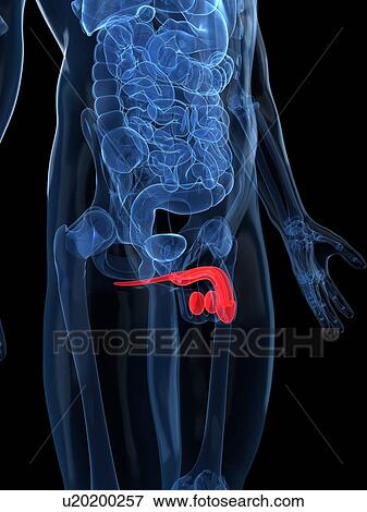 Stock Illustration - Male reproductive system, artwork. Fotosearch