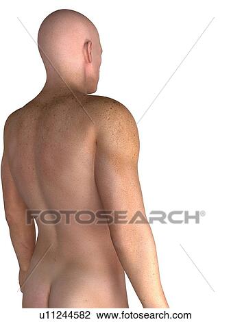 Drawing - Male upper body, artwork. Fotosearch