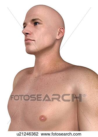 Drawing - Male upper body, artwork. Fotosearch