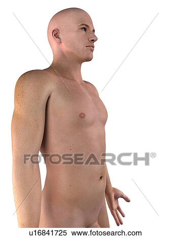 Male upper body, artwork View Large Illustration Stock Illustration - Male upper body, artwork. Fotosearch