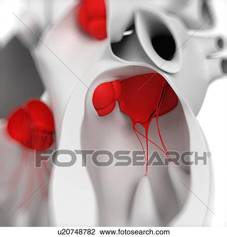 Drawing - Mitral valve, artwork. Fotosearch