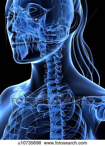 Stock Illustration - Neck bones, artwork. Fotosearch