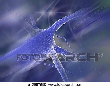 Nerve cells, artwork View Large Illustration Clipart - Nerve cells, artwork. Fotosearch