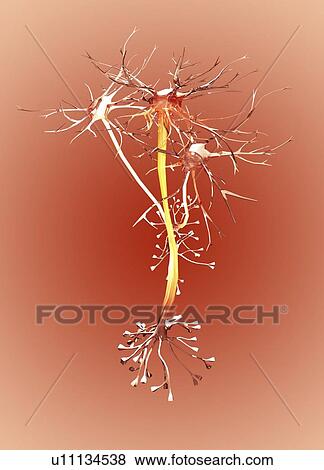 Nerve cells, artwork View Large Illustration Stock Illustration - Nerve cells, artwork. Fotosearch