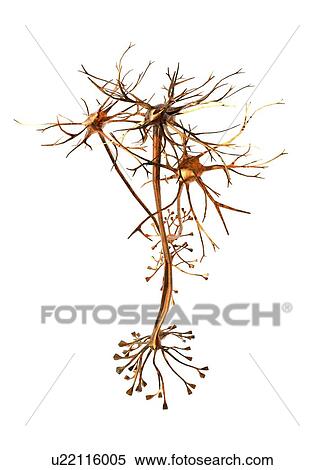 Stock Illustration - Nerve cells, artwork. Fotosearch