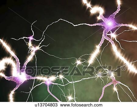 Drawing - Nerve cells firing, artwork. Fotosearch