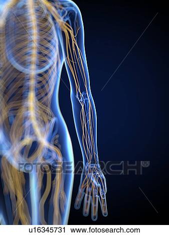 Nervous system, artwork View Large Illustration Clip Art - Nervous system, artwork. Fotosearch