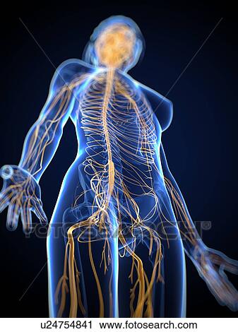 Nervous system, artwork View Large Illustration Clip Art - Nervous system, artwork. Fotosearch