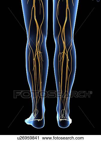 Nervous system, artwork View Large Illustration Clip Art - Nervous system, artwork. Fotosearch