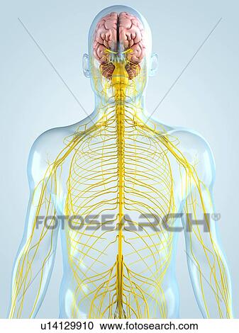 Nervous system, artwork View Large Illustration Clipart - Nervous system, artwork. Fotosearch
