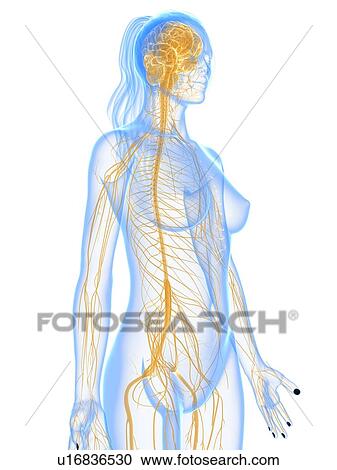 Nervous system, artwork View Large Illustration Clipart - Nervous system, artwork. Fotosearch