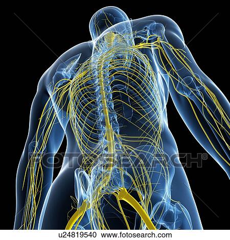 Clipart - Nervous system, artwork. Fotosearch
