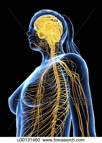 Nervous system, artwork View Large Illustration Clipart - Nervous system, artwork. Fotosearch