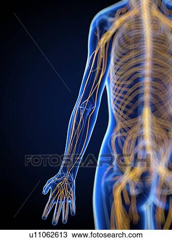 Nervous system, artwork View Large Illustration Drawing - Nervous system, artwork. Fotosearch