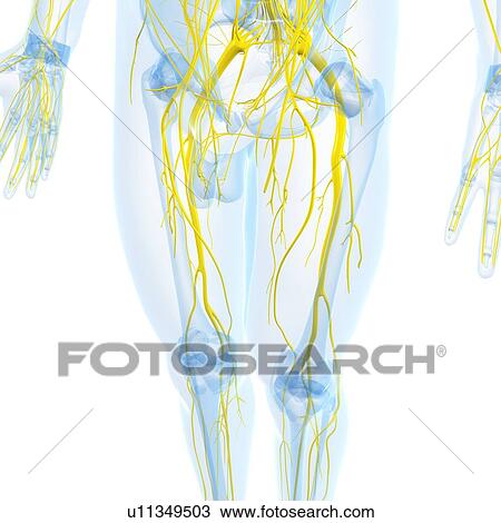 Drawing - Nervous system, artwork. Fotosearch