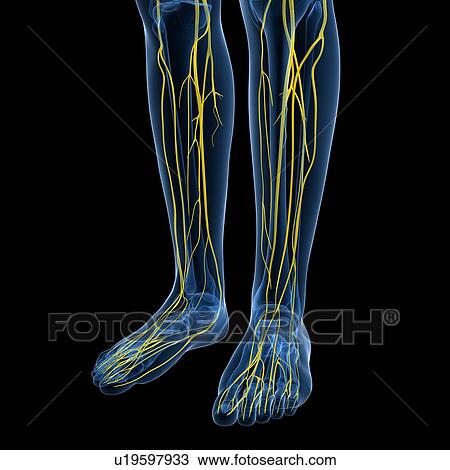Nervous system, artwork View Large Illustration Drawing - Nervous system, artwork. Fotosearch