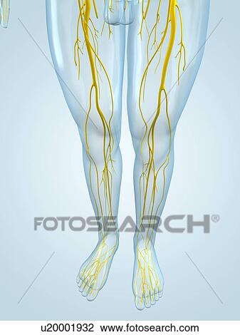 Drawing - Nervous system, artwork. Fotosearch