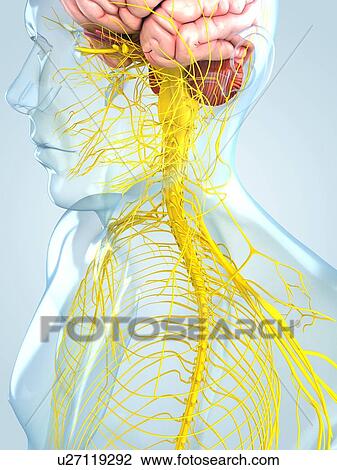Drawing - Nervous system, artwork. Fotosearch