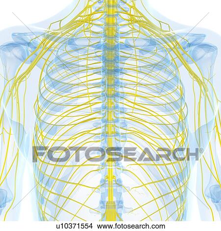 Stock Illustration - Nervous system, artwork. Fotosearch