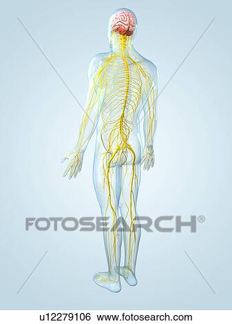 Nervous system, artwork View Large Illustration Stock Illustration - Nervous system, artwork. Fotosearch