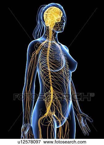 Stock Illustration - Nervous system, artwork. Fotosearch