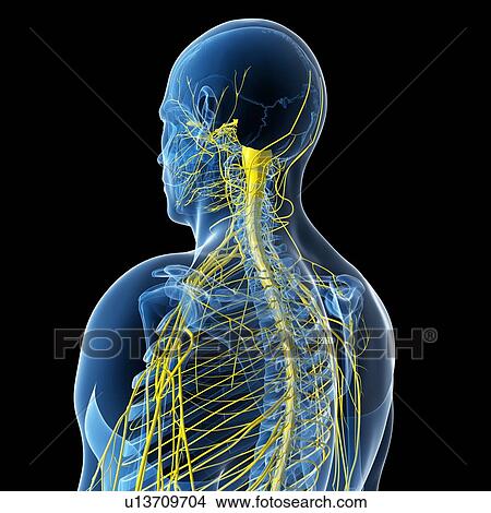 Nervous system, artwork View Large Illustration Stock Illustration - Nervous system, artwork. Fotosearch