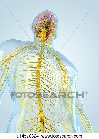 Nervous system, artwork View Large Illustration Stock Illustration - Nervous system, artwork. Fotosearch