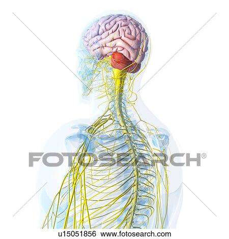 Stock Illustration - Nervous system, artwork. Fotosearch