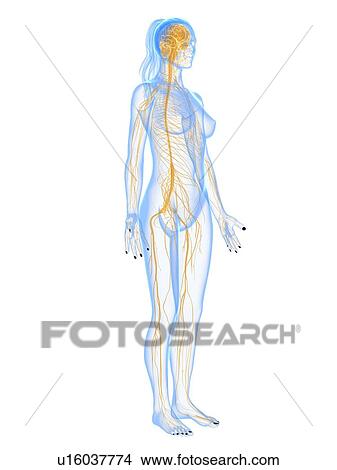 Nervous system, artwork View Large Illustration Stock Illustration - Nervous system, artwork. Fotosearch