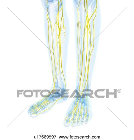 Nervous system, artwork View Large Illustration Stock Illustration - Nervous system, artwork. Fotosearch